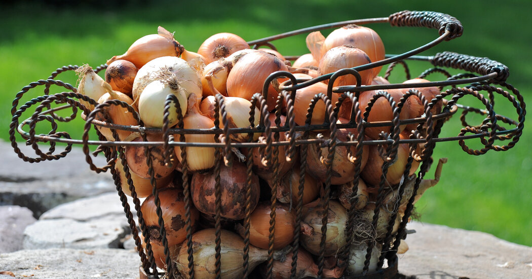 If You’re Thinking About Growing Onions From Seed, It’s Time to Get Started