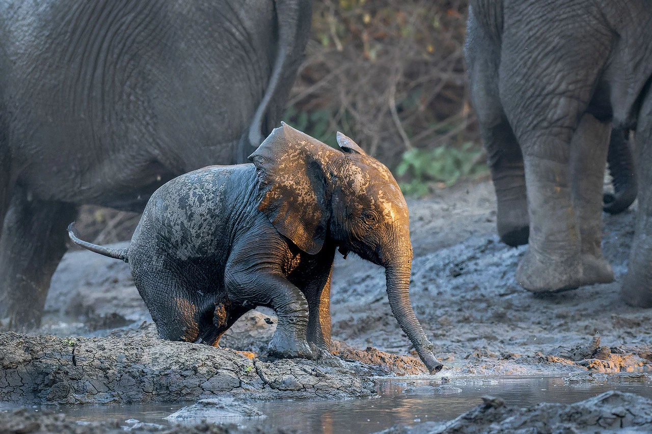 How Southern Africa’s Elephants Bounced Back